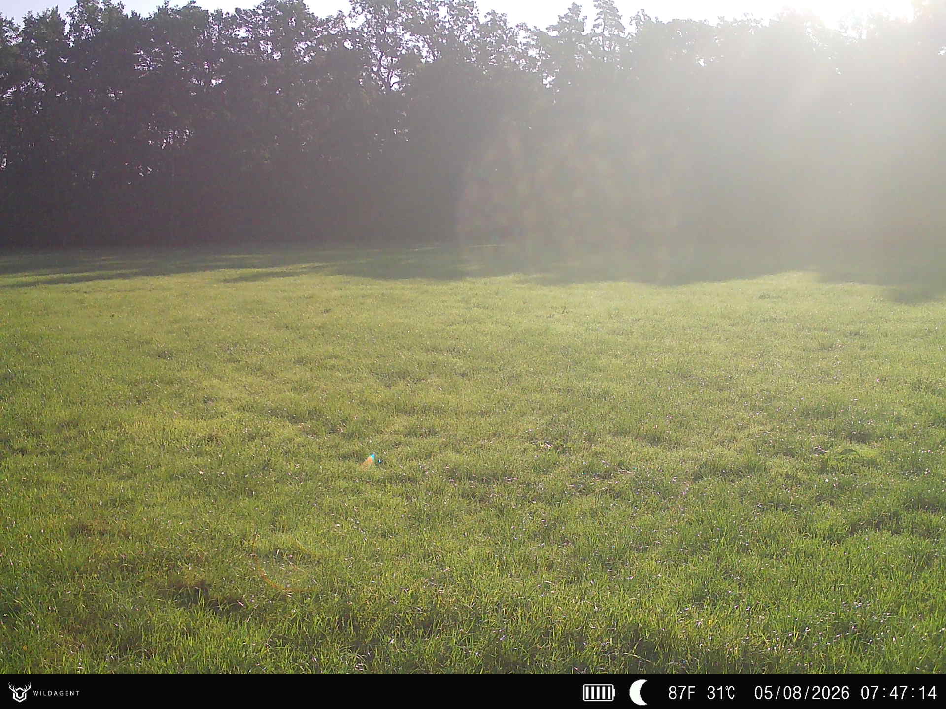 Wildtier 05.08.2026 07:47