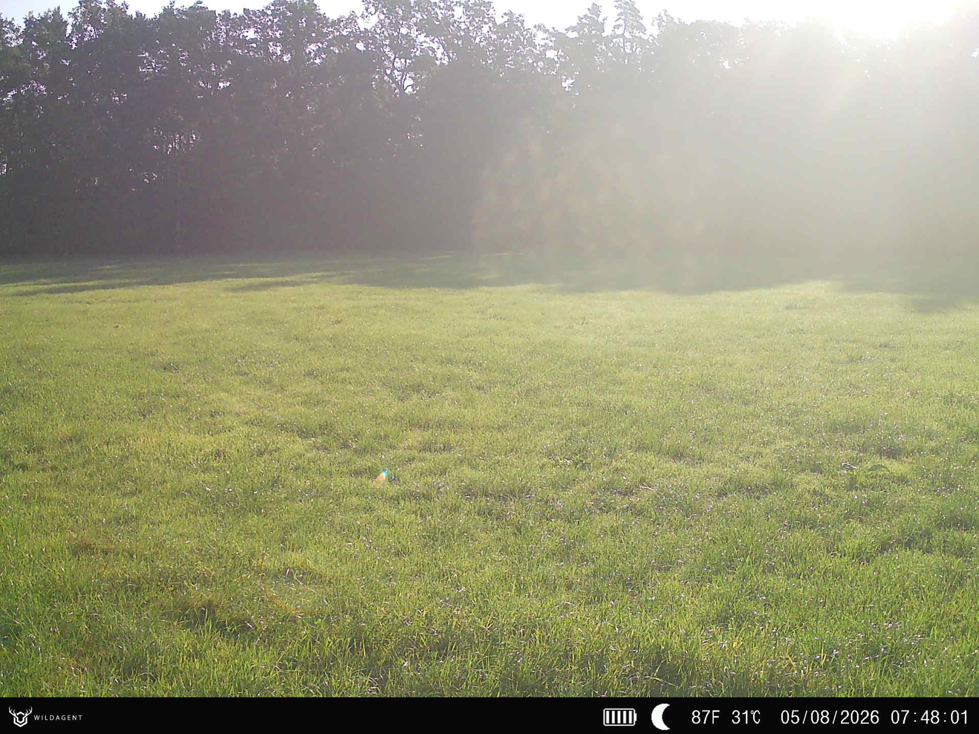 Wildtier 05.08.2026 07:48