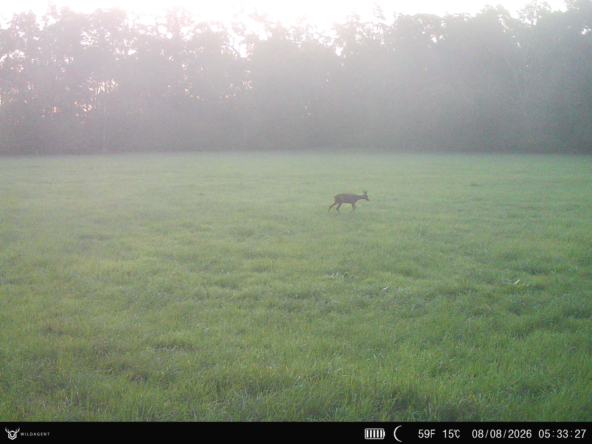 Wildtier 08.08.2026 05:33