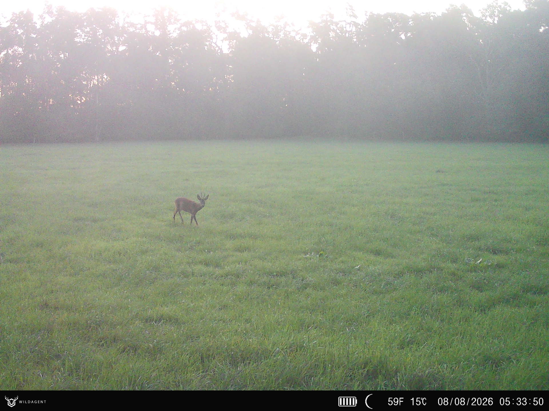Wildtier 08.08.2026 05:33