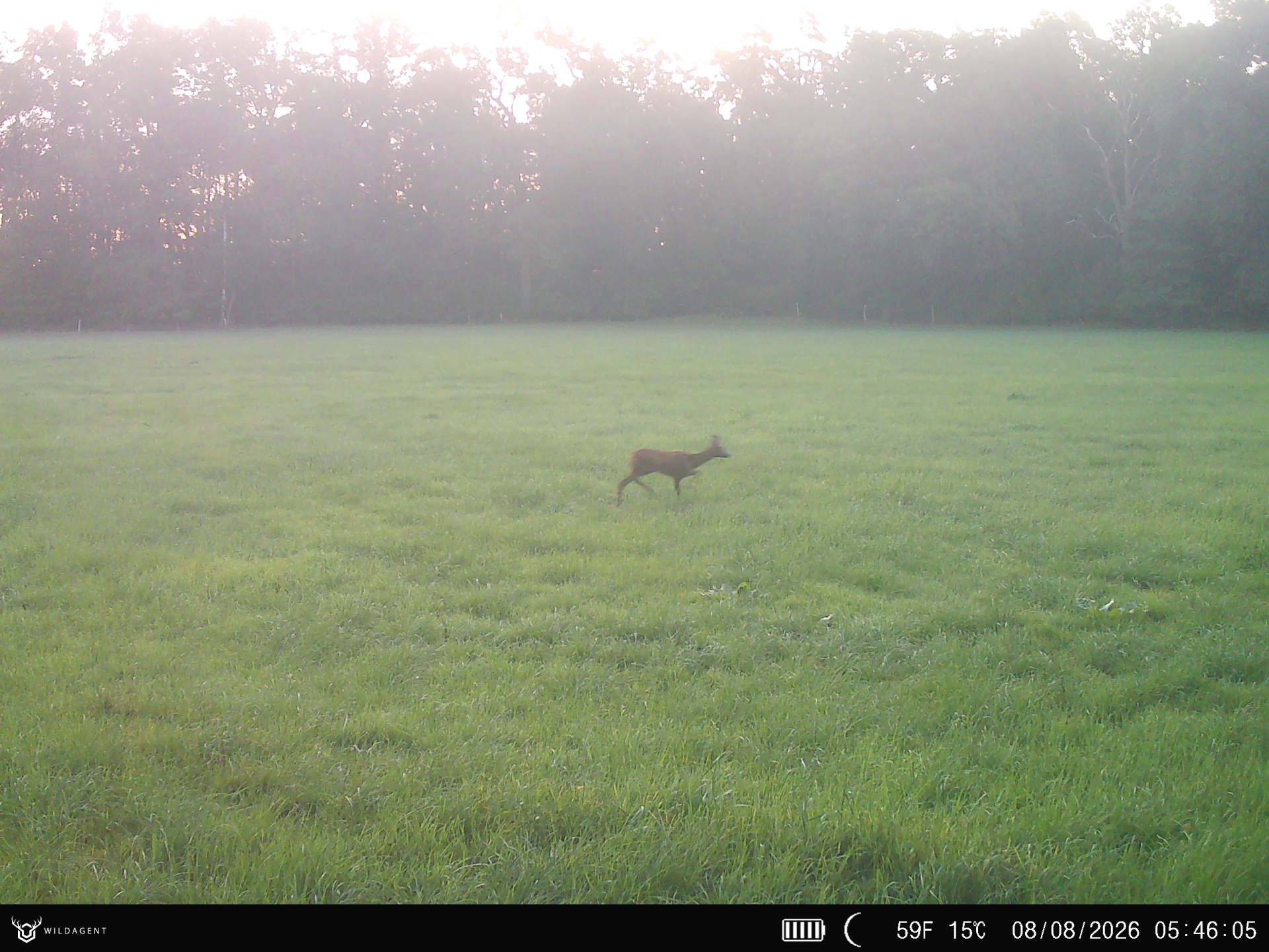 Wildtier 08.08.2026 05:46