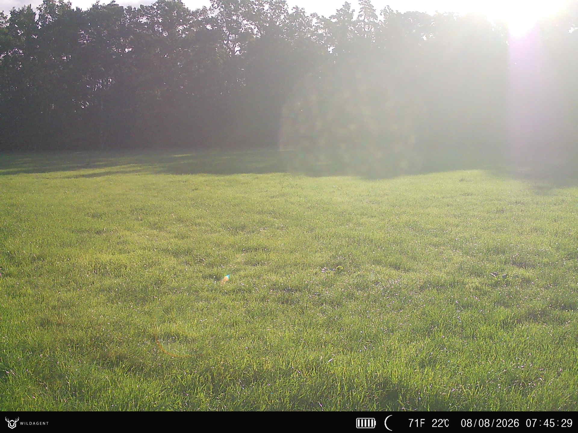 Wildtier 08.08.2026 07:45