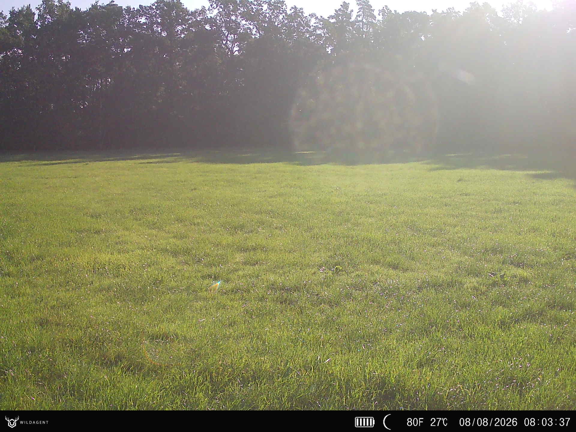 Wildtier 08.08.2026 08:03