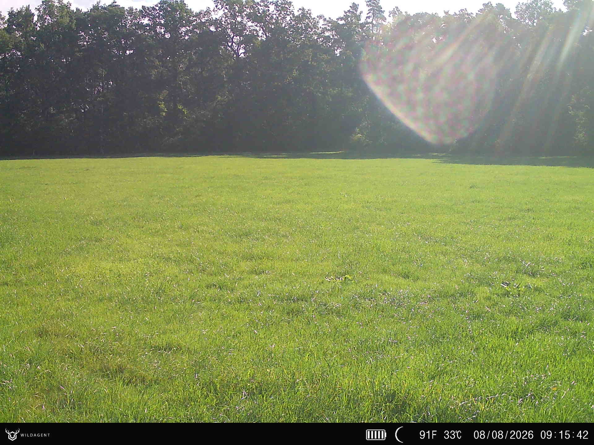 Wildtier 08.08.2026 09:15