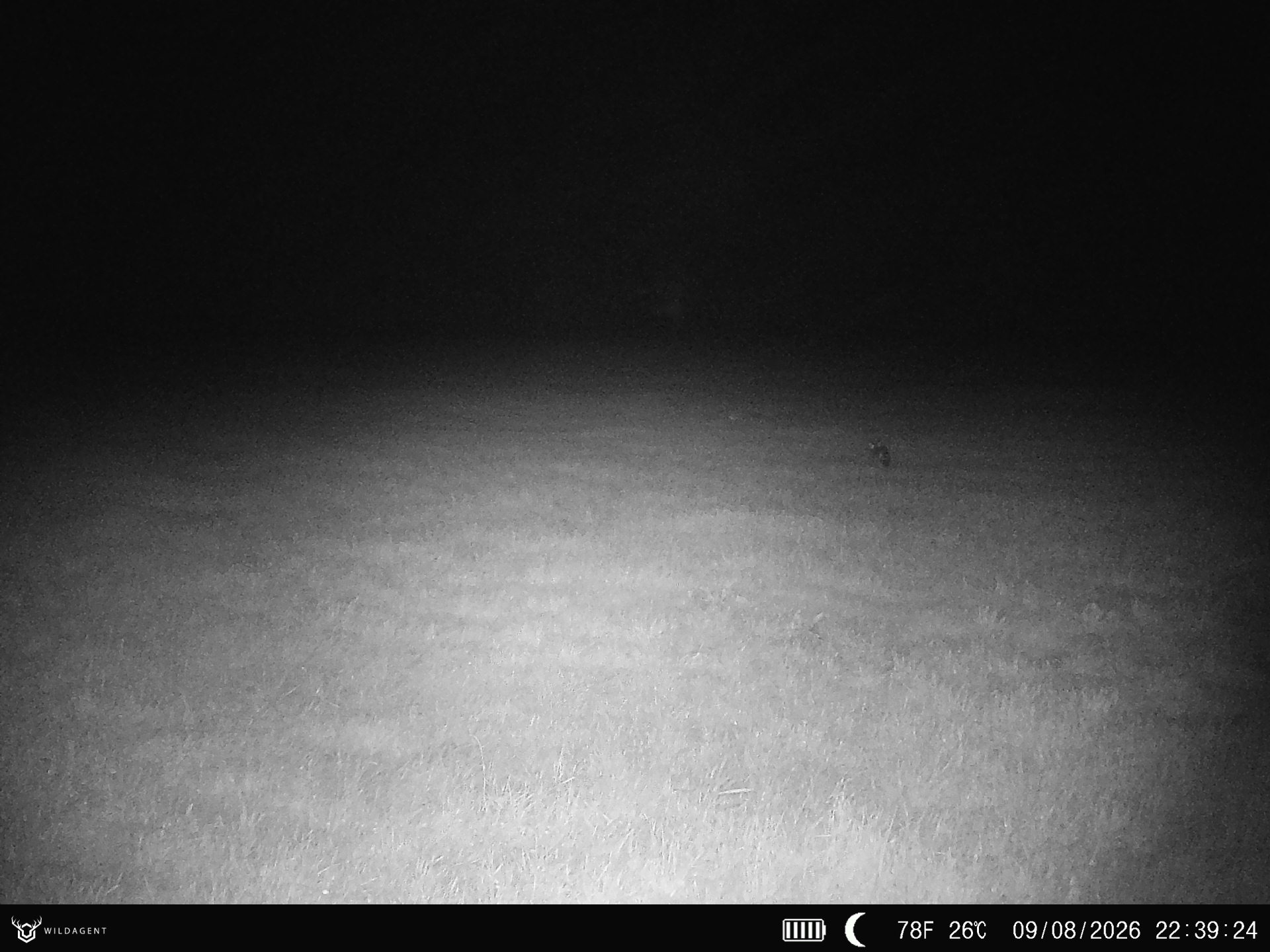 Wildtier 09.08.2026 22:39