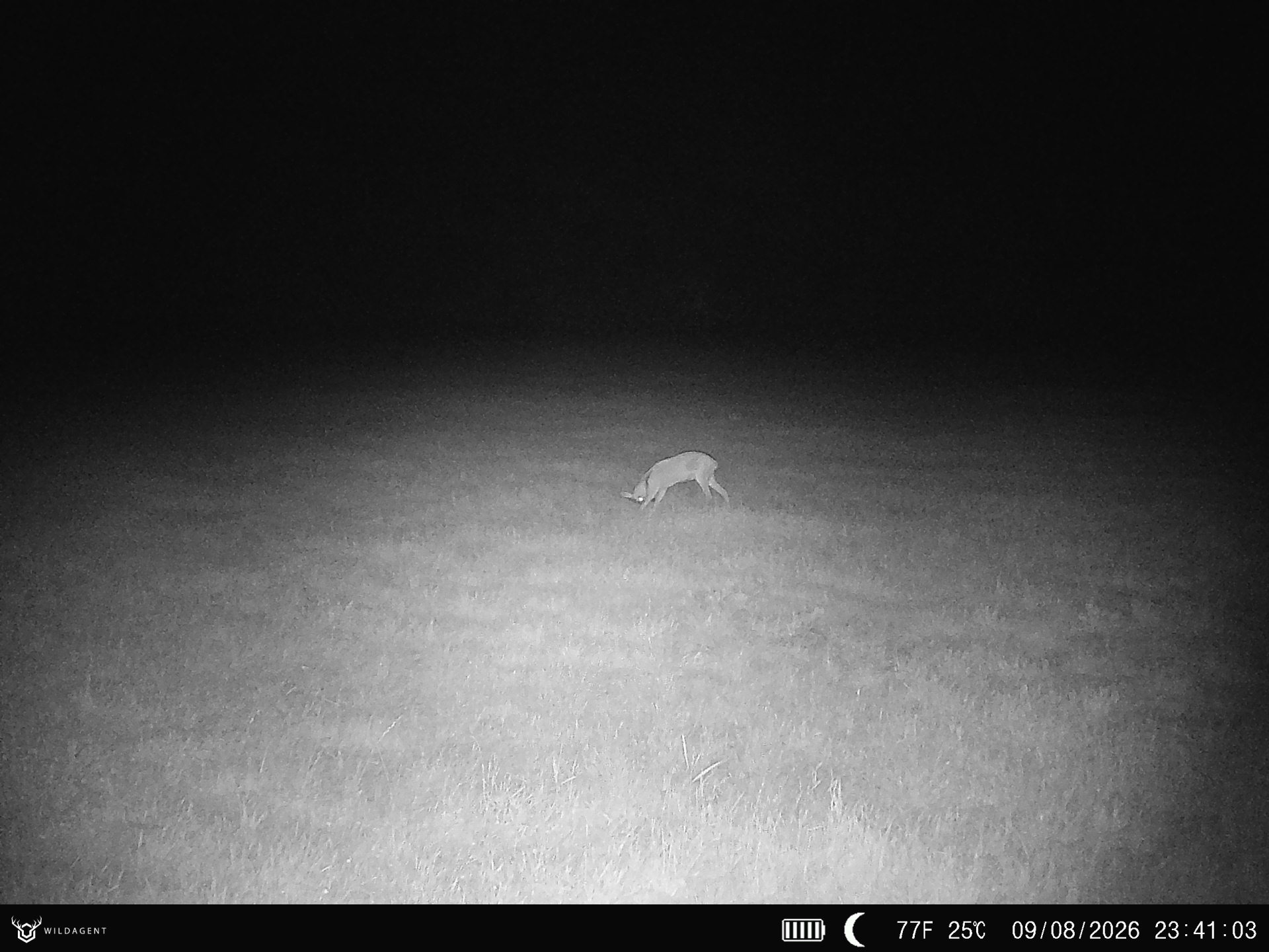 Wildtier 09.08.2026 23:41