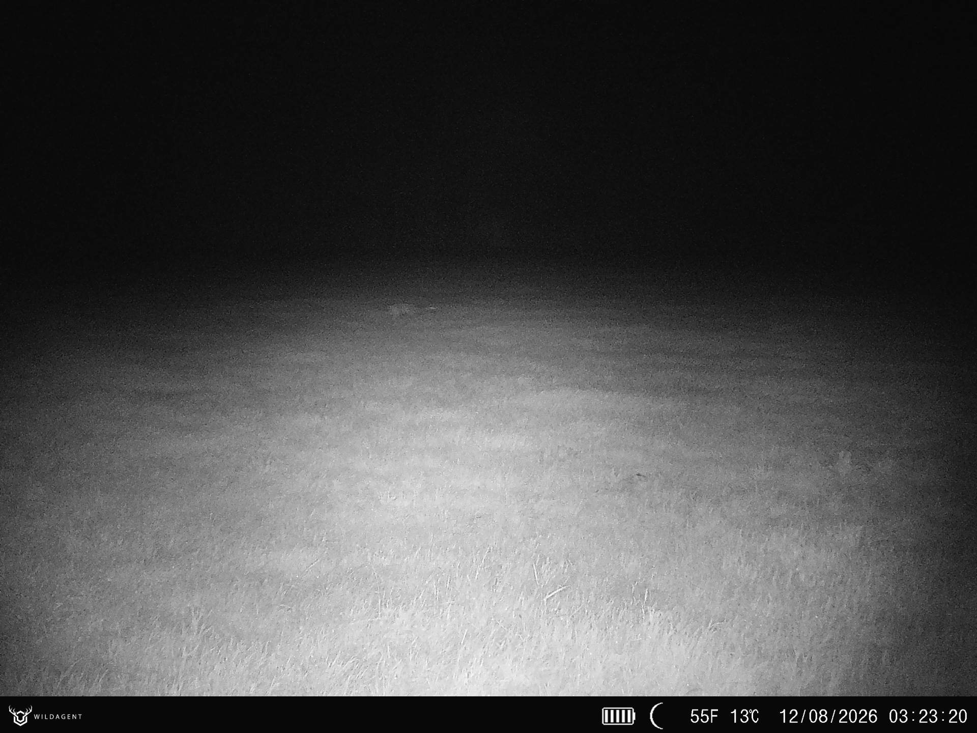 Wildtier 12.08.2026 03:23