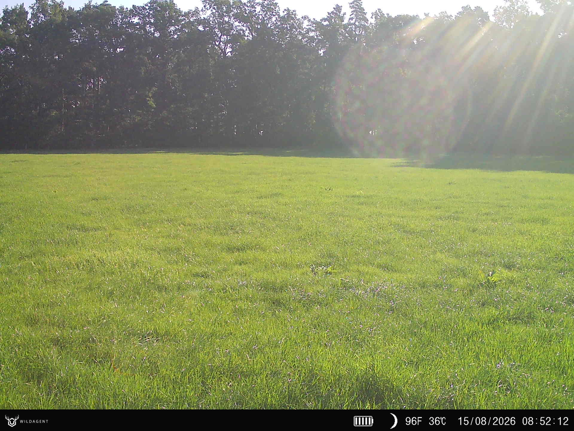 Wildtier 15.08.2026 08:52