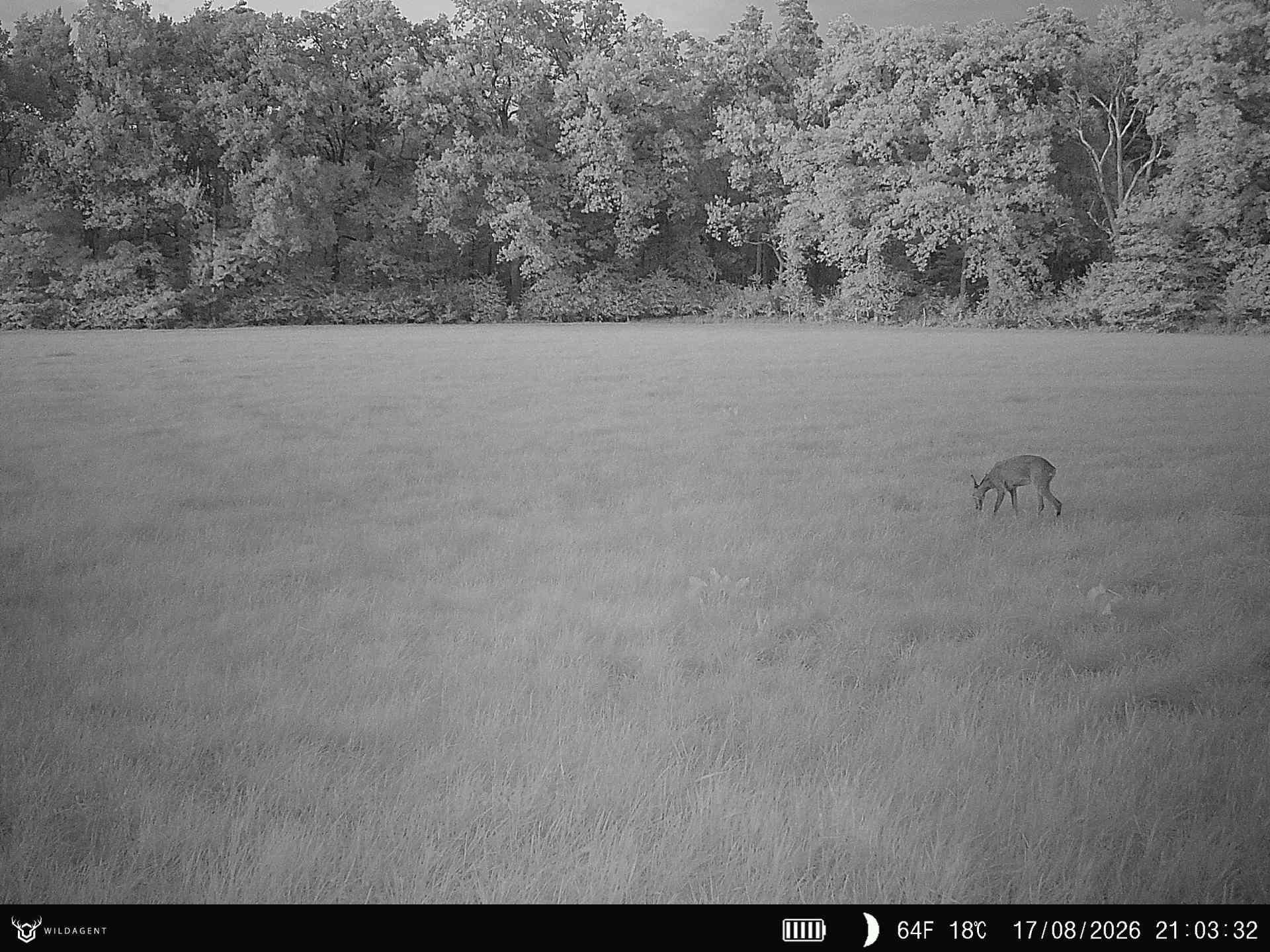 Wildtier 17.08.2026 21:03