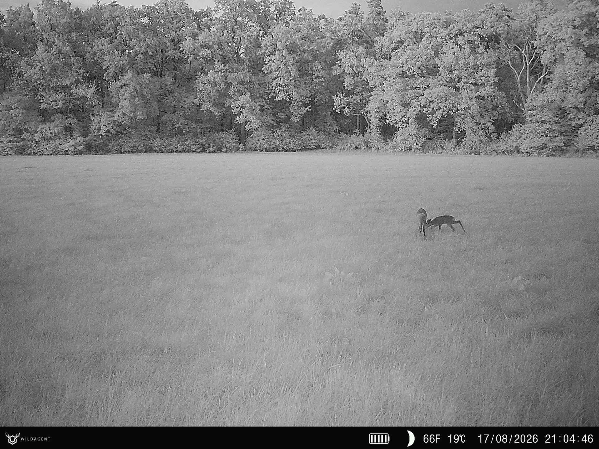 Wildtier 17.08.2026 21:04