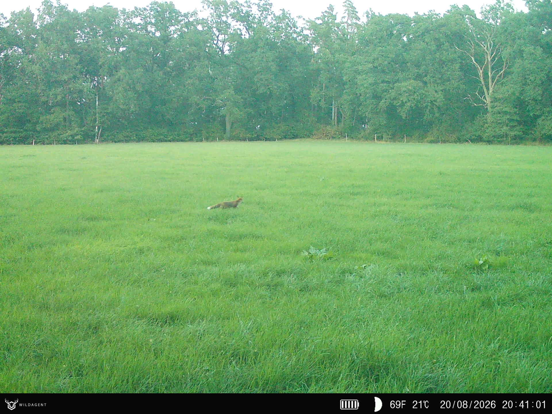 Wildtier 20.08.2026 20:41