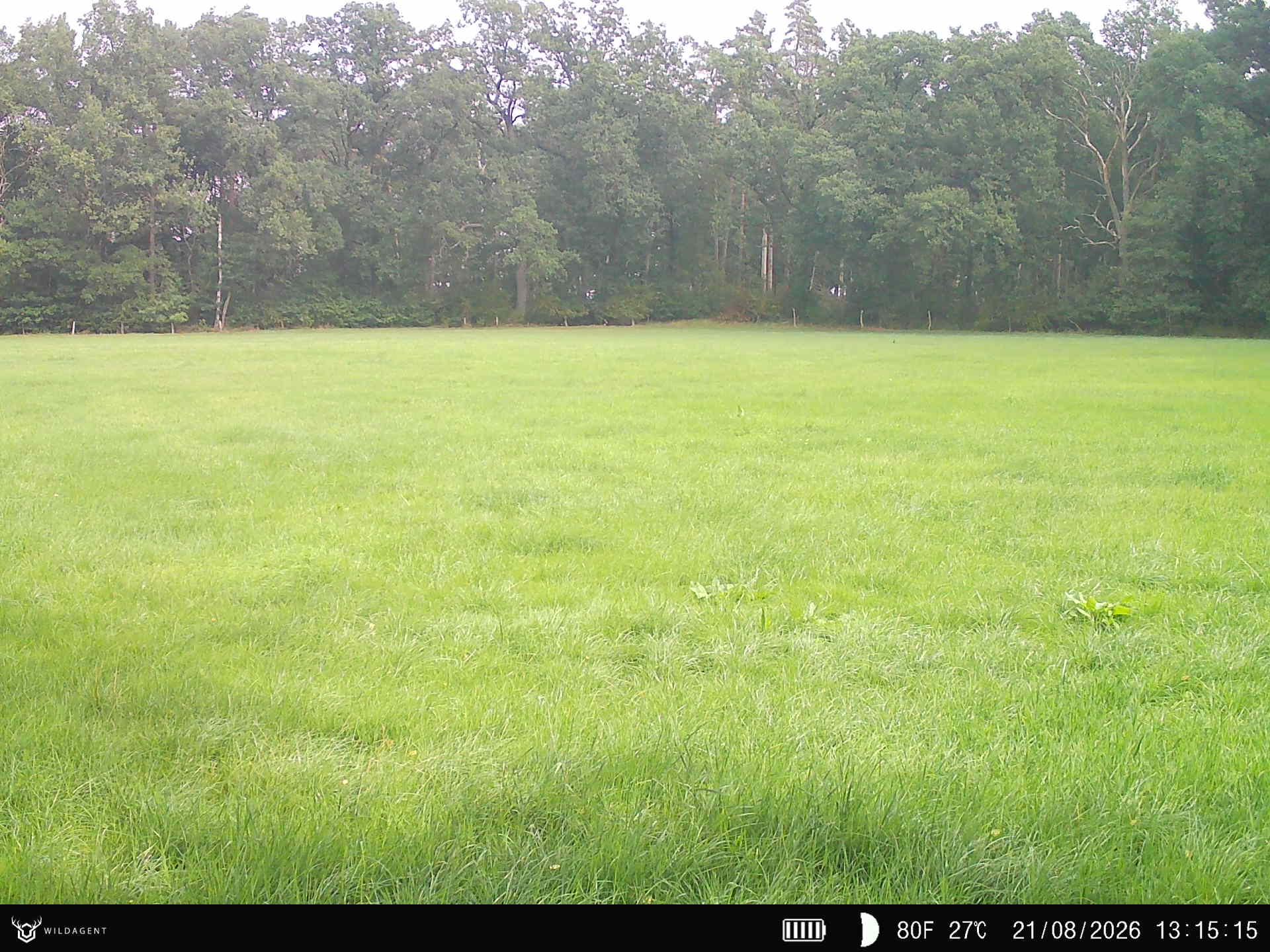 Wildtier 21.08.2026 13:15