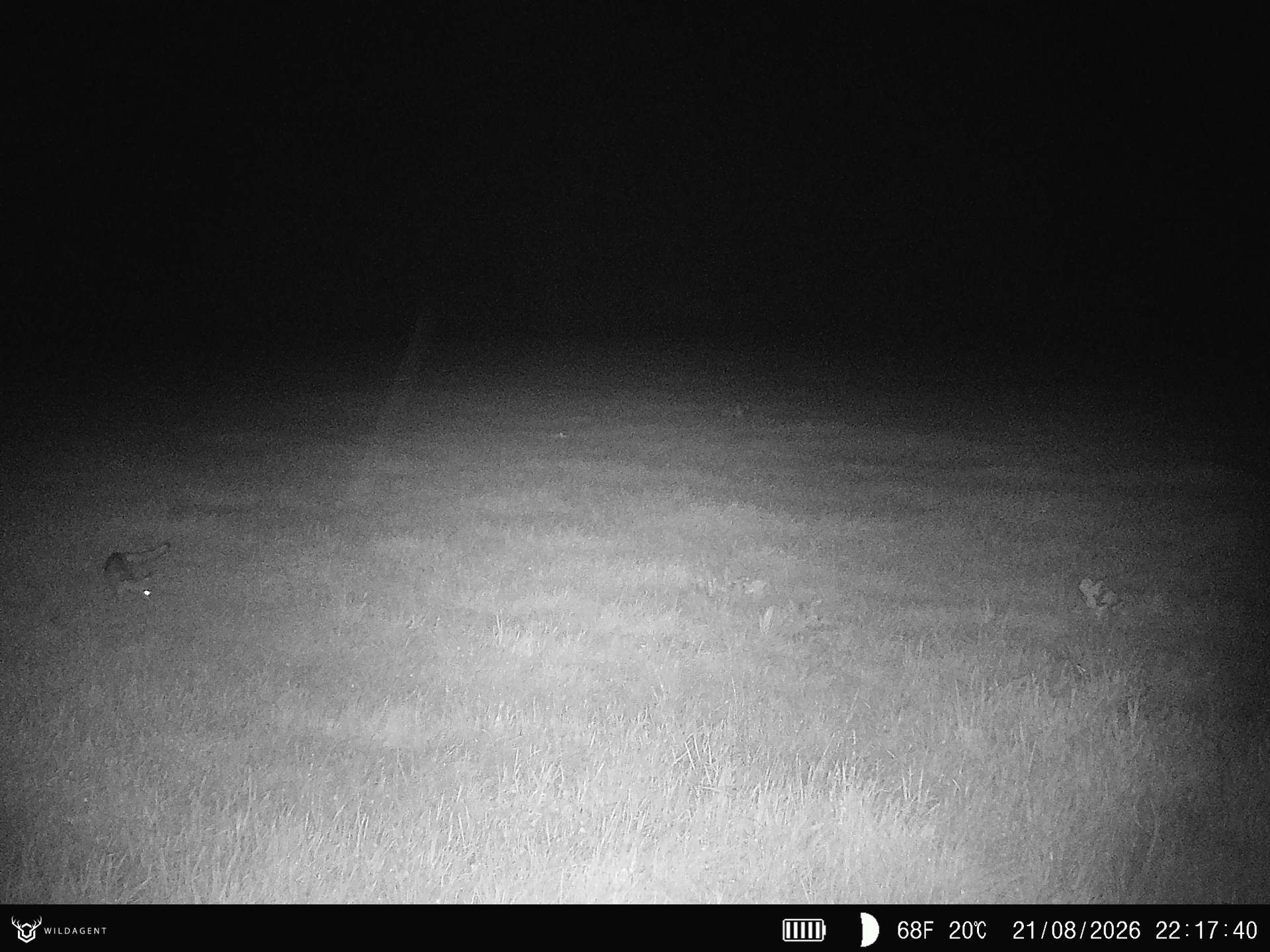 Wildtier 21.08.2026 22:17