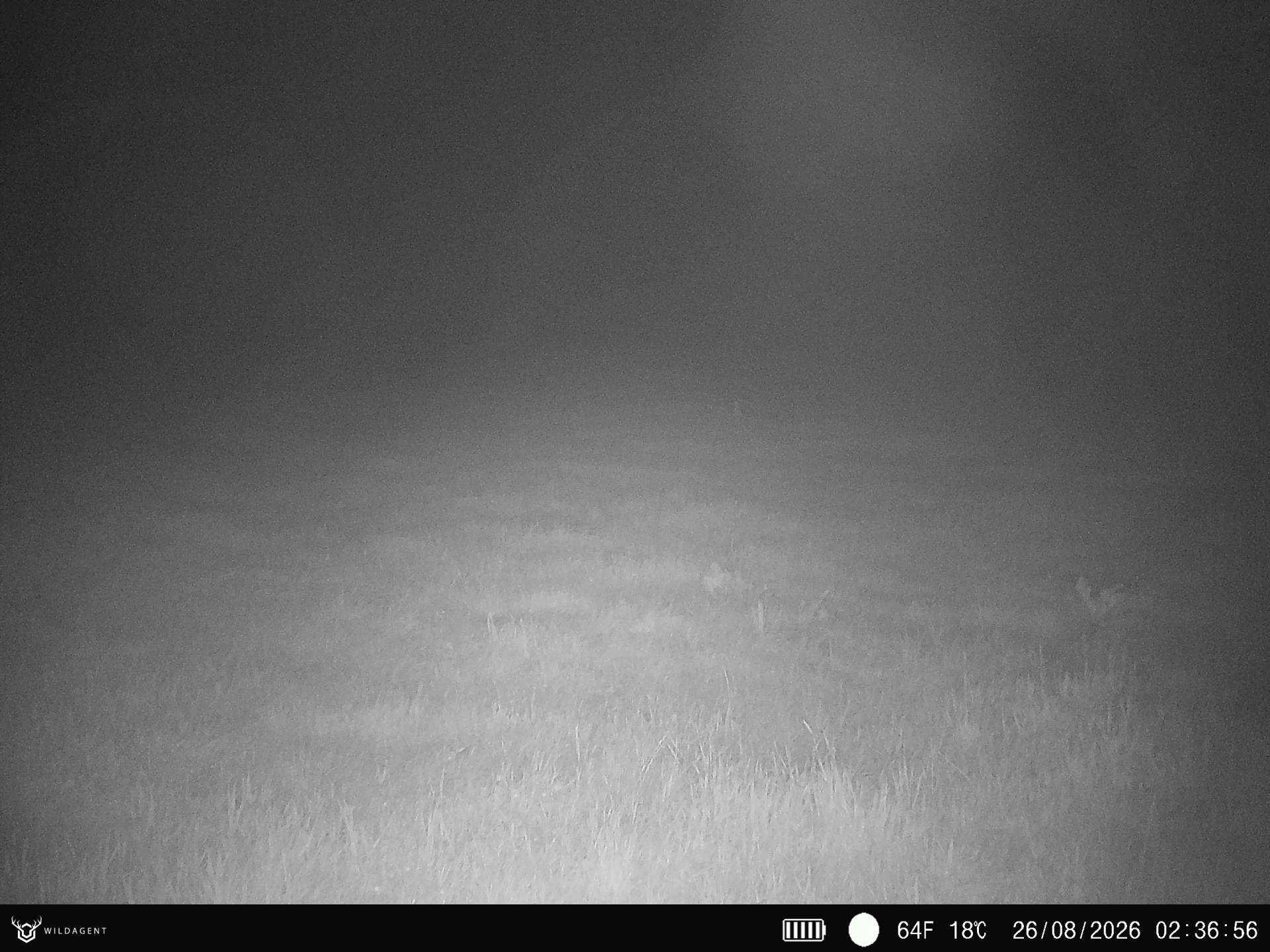 Wildtier 26.08.2026 02:36