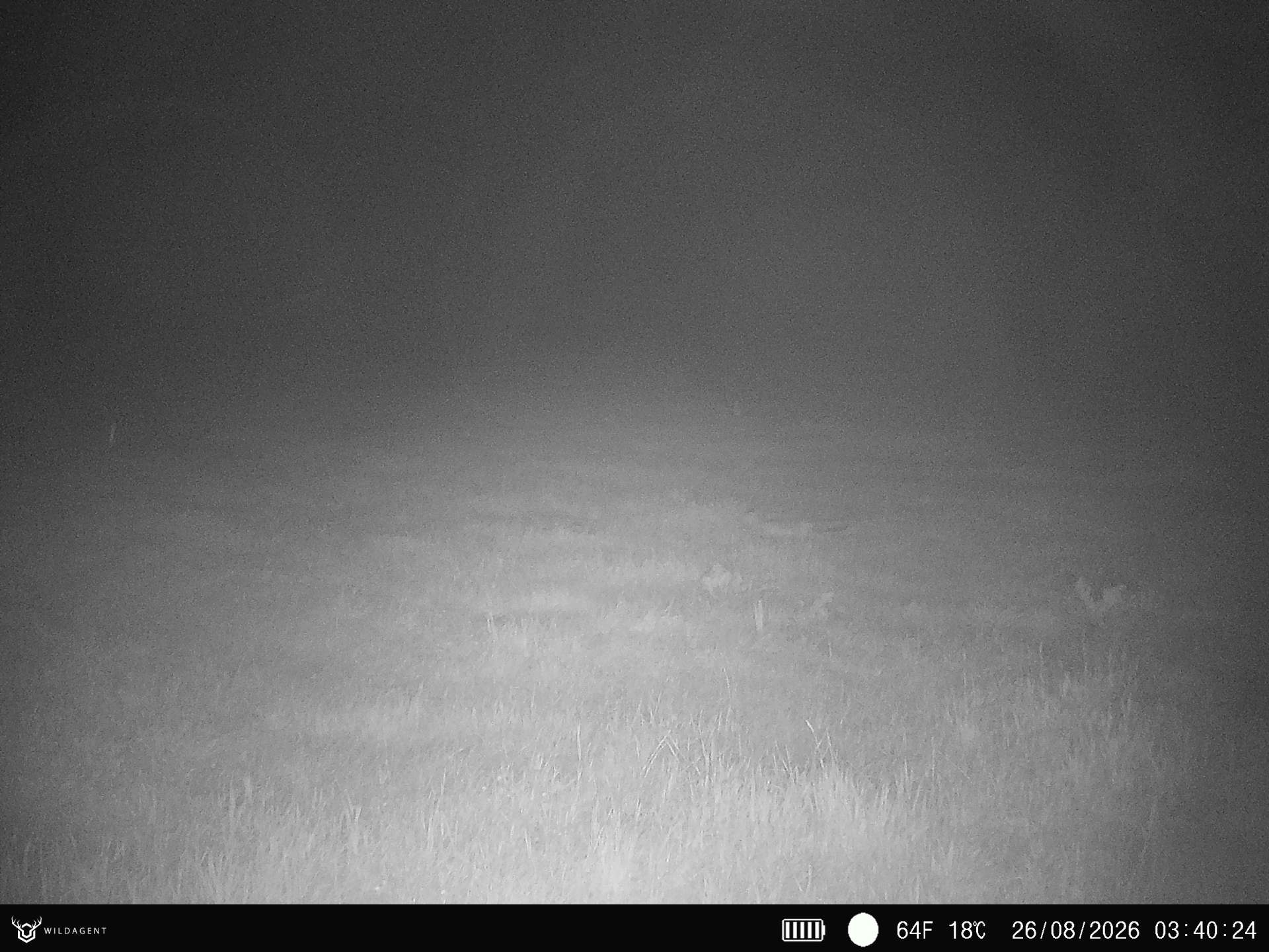 Wildtier 26.08.2026 03:40