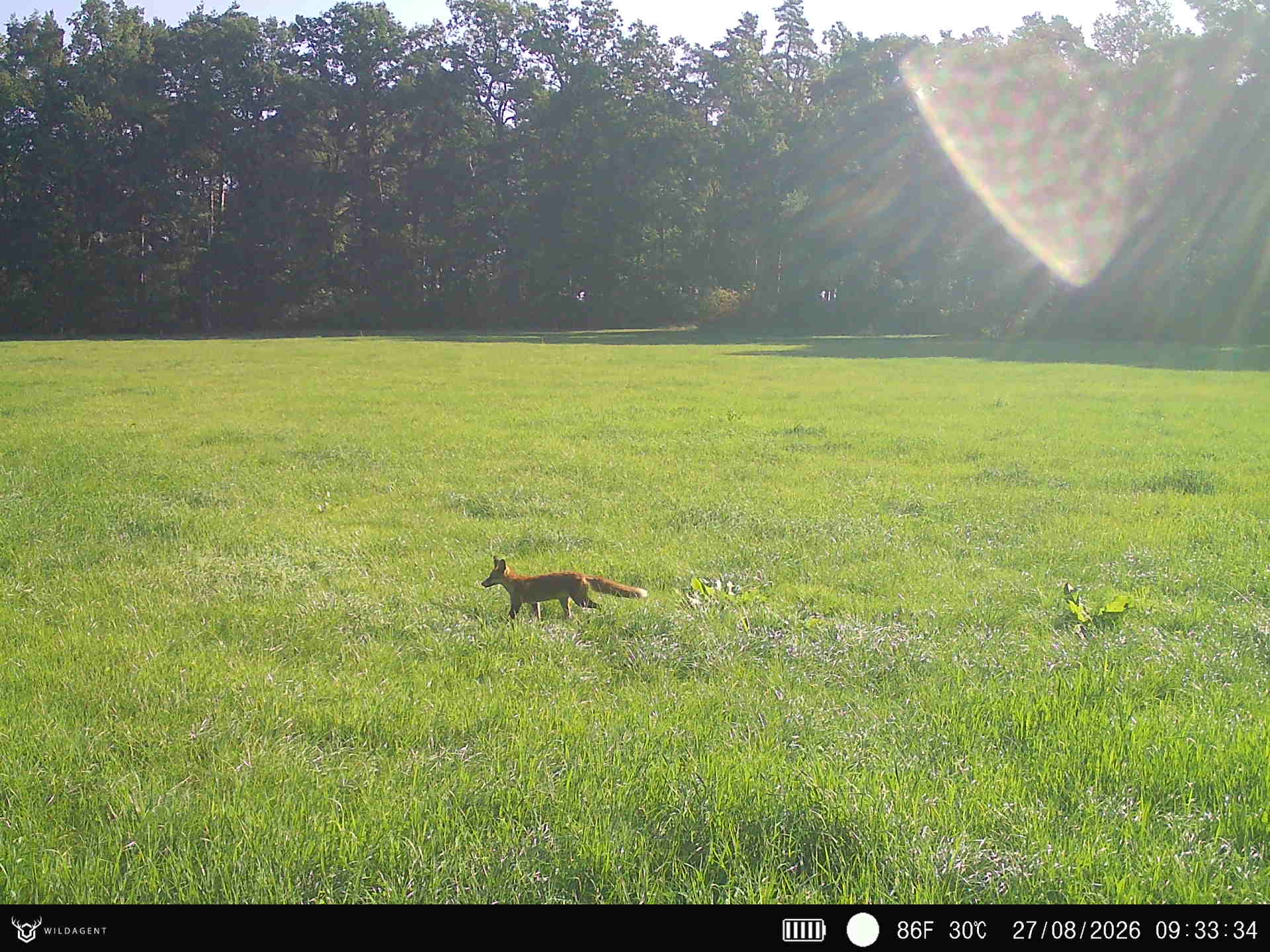Wildtier 27.08.2026 09:33