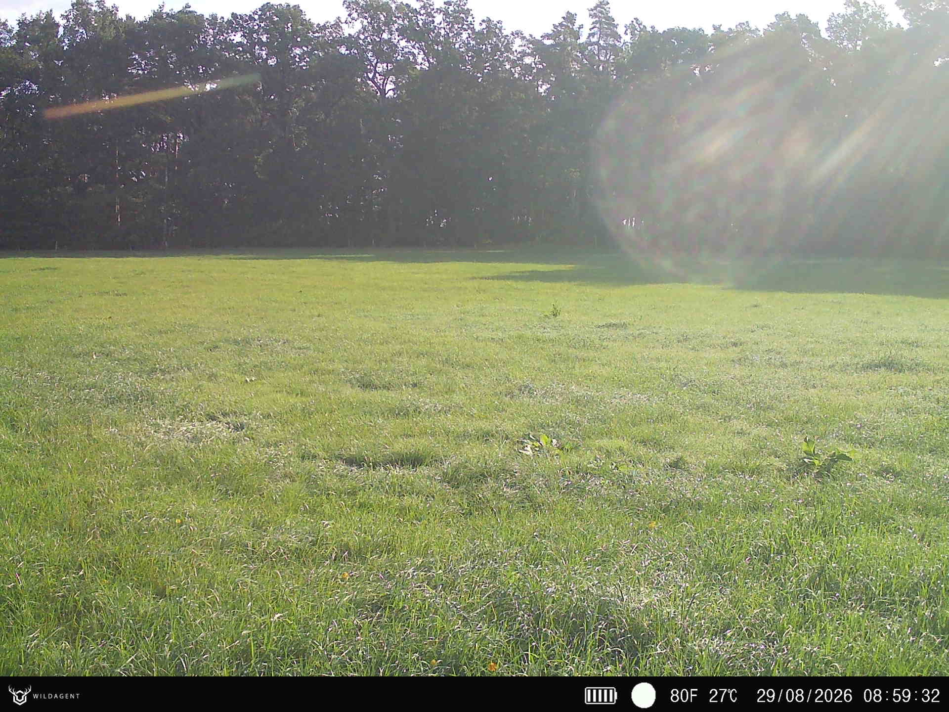 Wildtier 29.08.2026 08:59