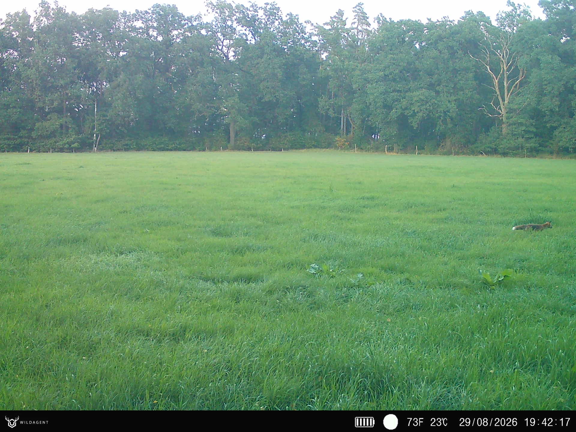 Wildtier 29.08.2026 19:42