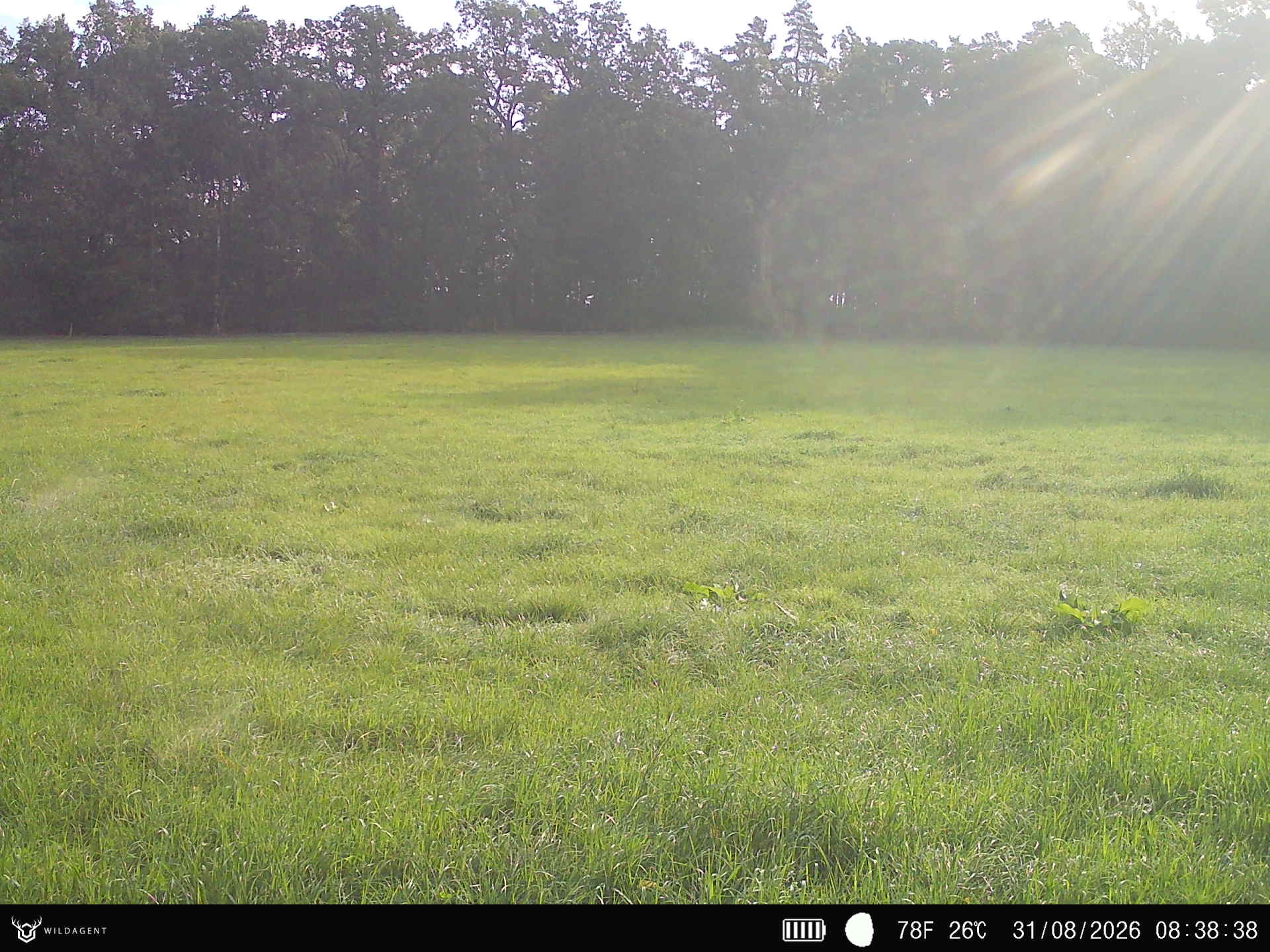Wildtier 31.08.2026 08:38