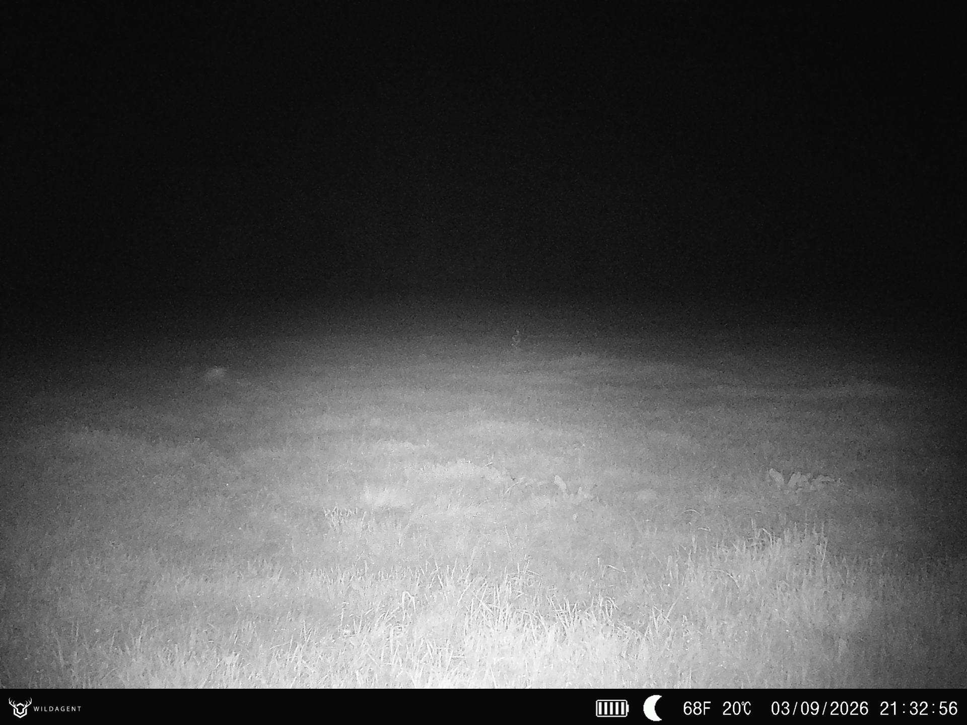 Wildtier 03.09.2026 21:32