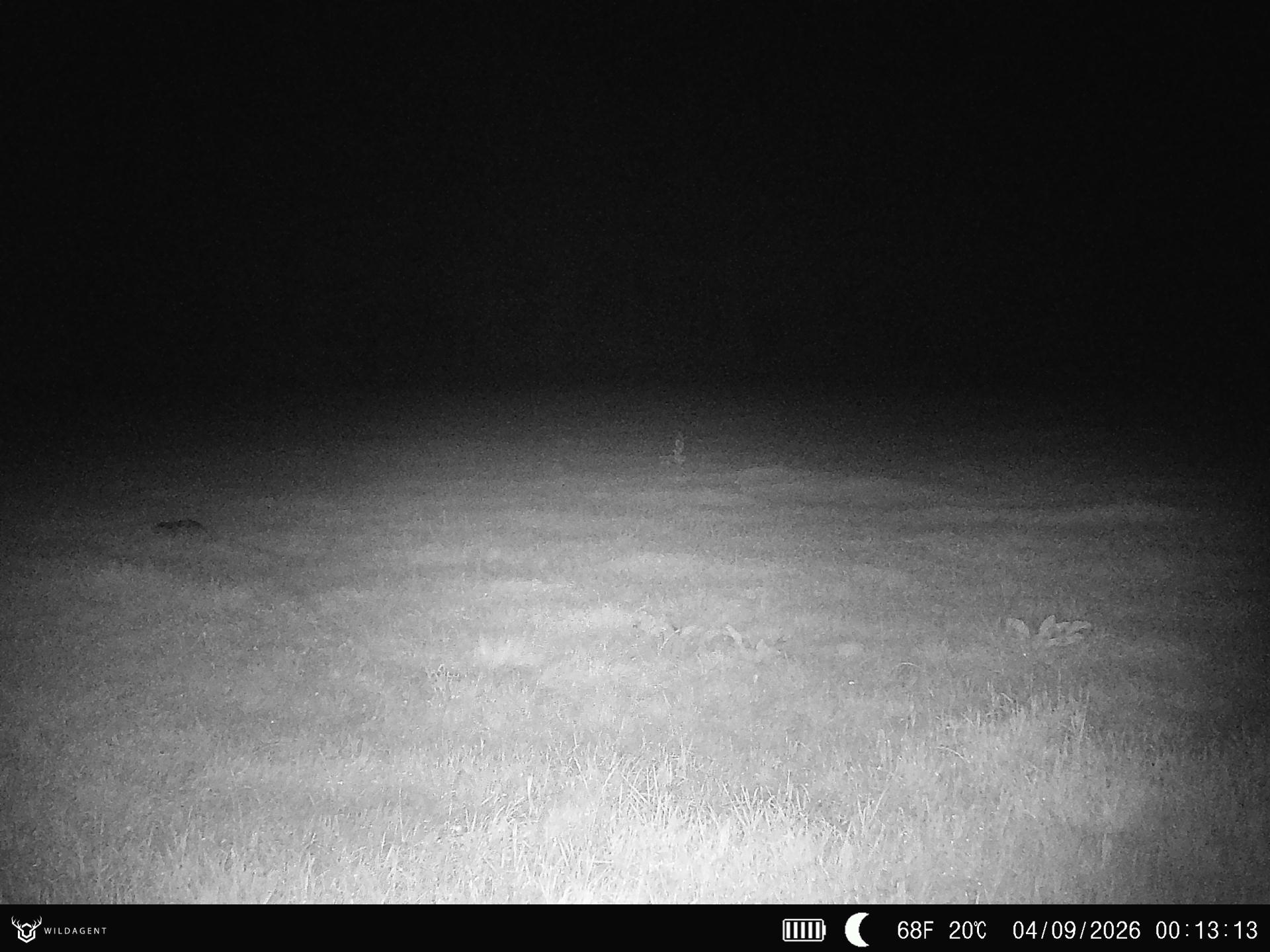 Wildtier 04.09.2026 00:13