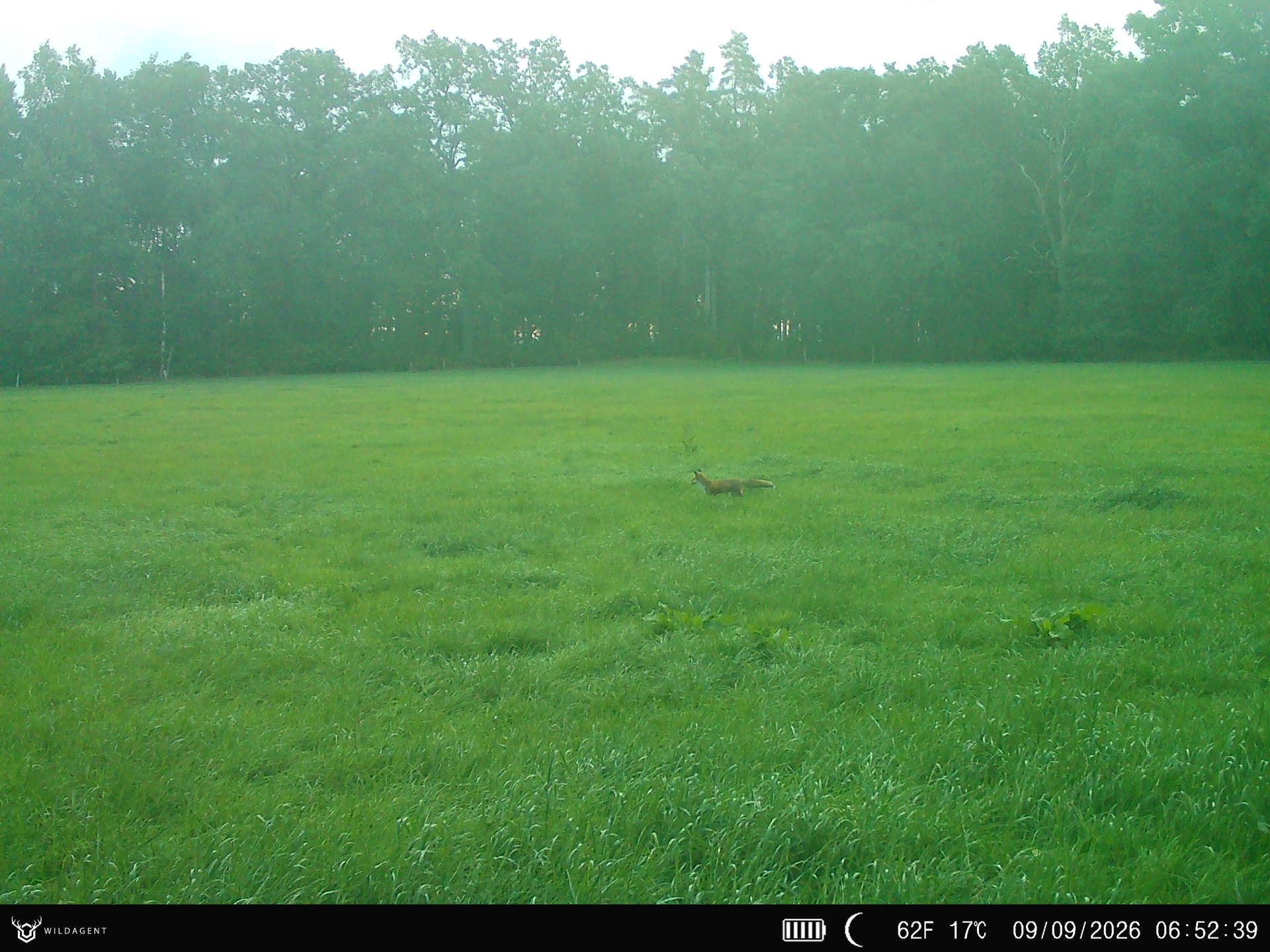 Wildtier 09.09.2026 06:52