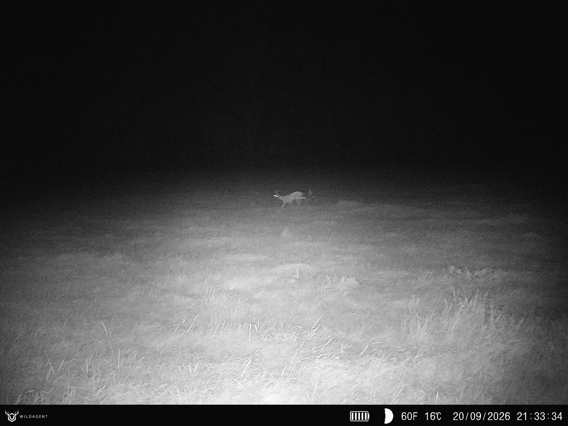 Wildtier 20.09.2026 21:33