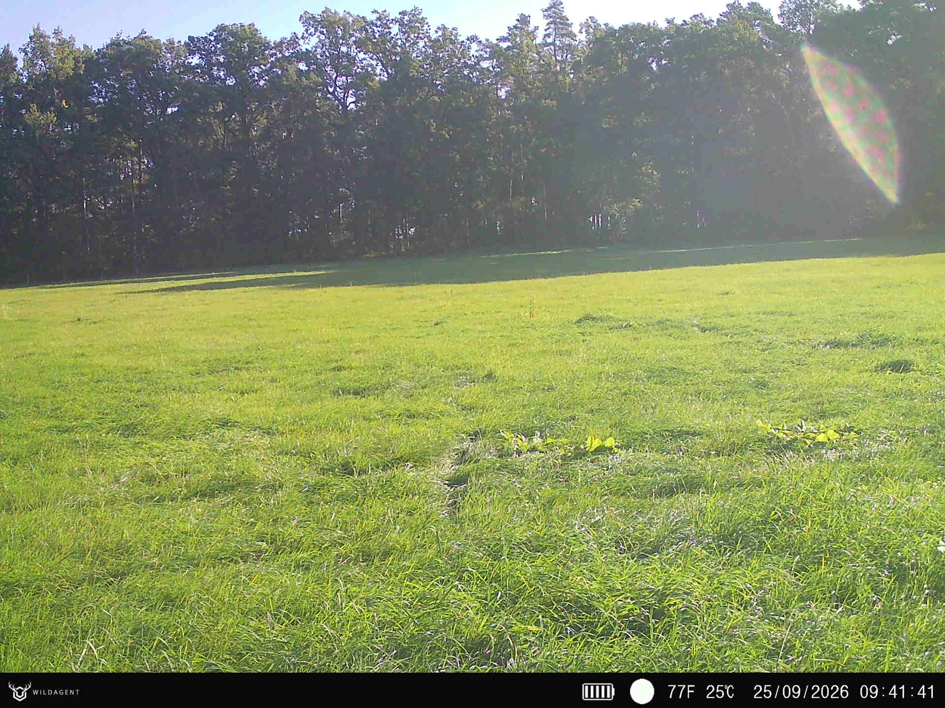Wildtier 25.09.2026 09:41