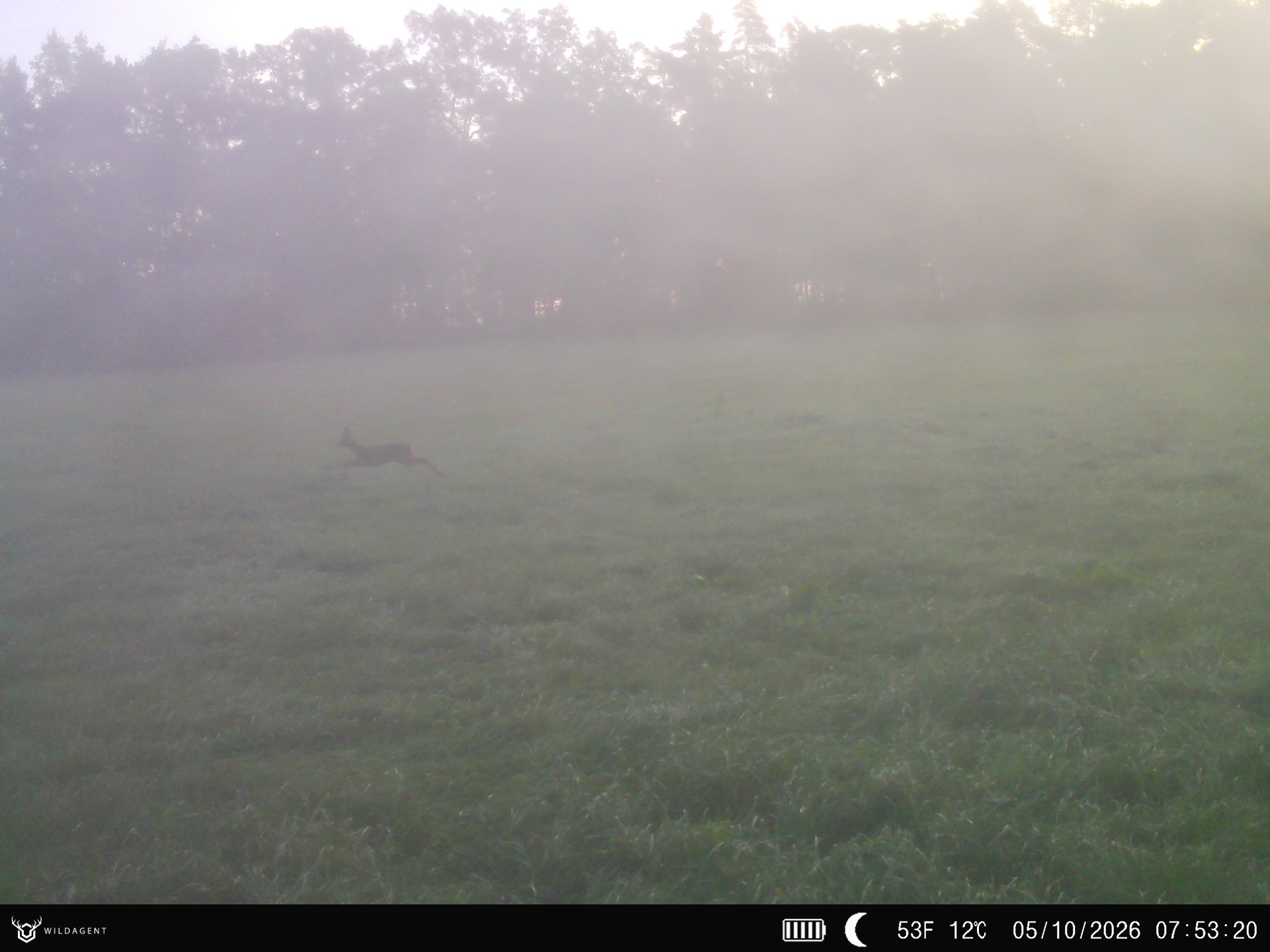 Wildtier 05.10.2026 07:53