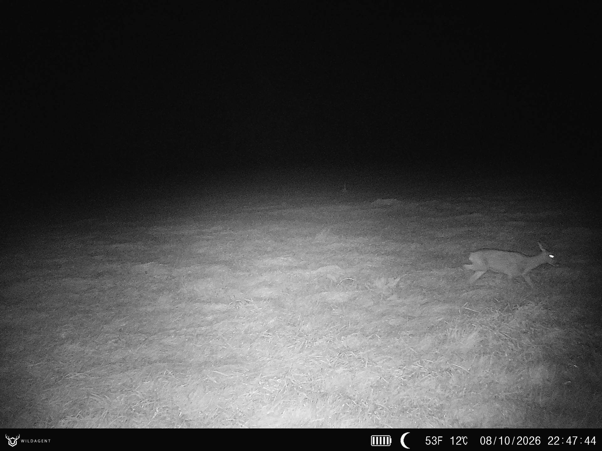 Wildtier 08.10.2026 22:47