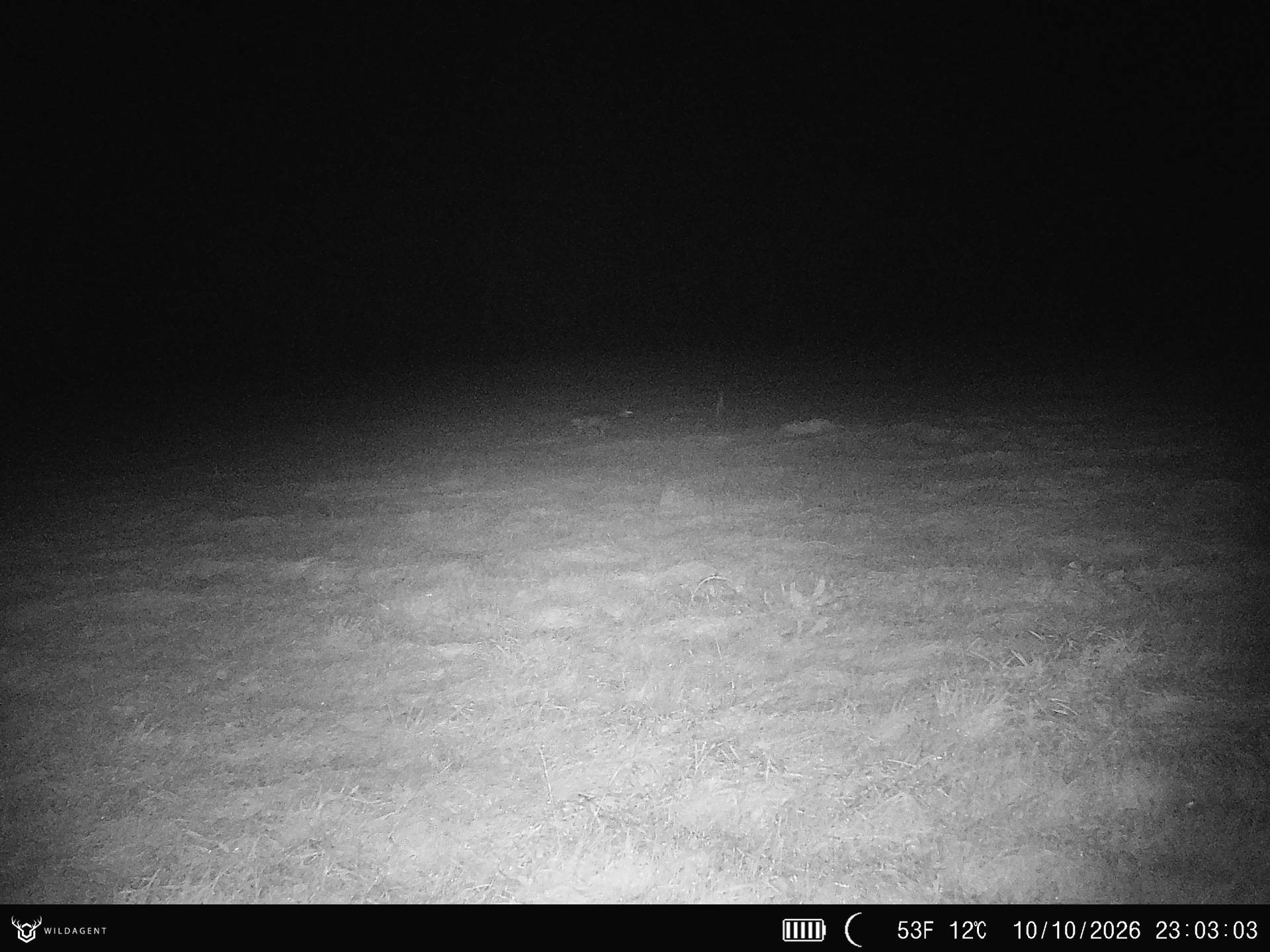Wildtier 10.10.2026 23:03